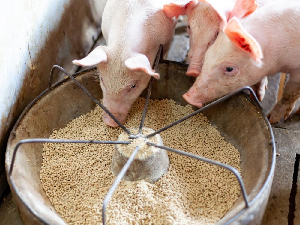 cost of feeding a pig to maturity in Nigeria